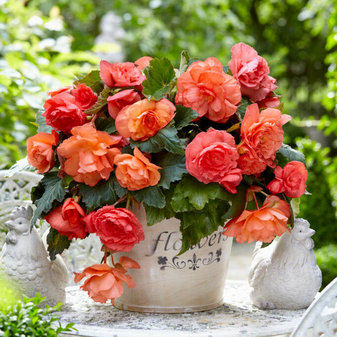 Begonia - Guide till odling och skötsel av begonia